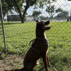 Barky Park