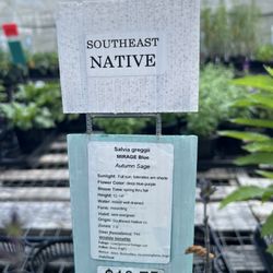 Frank's Perennial Border