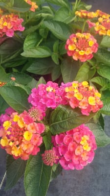 Home Grown Plants 2675 W Audie Murphy Pkwy Farmersville Tx Nurseries Mapquest