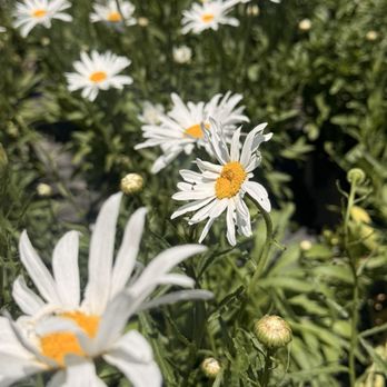 La Crescenta Nursery - Nurseries & Gardening Near Me - Glendale, California