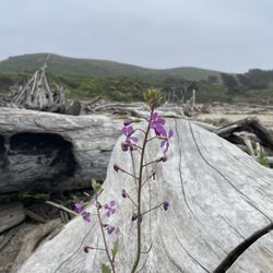 San Gregorio State Beach