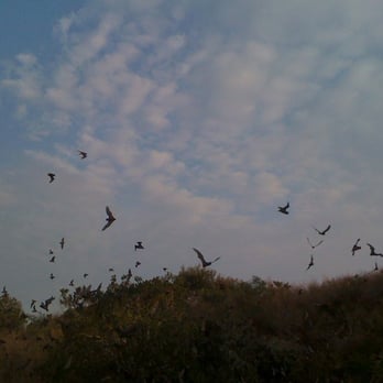 Eckert James River Bat Cave - Tours Near Me - Mason, Texas