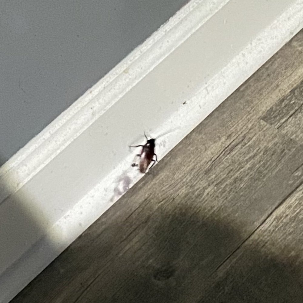 ROACHES!!! ROACHES!!!
