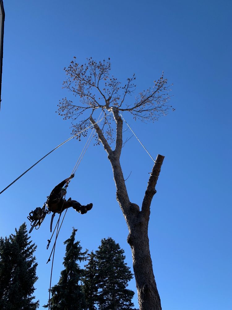 Ancestral Tree Care - tree service in Santa Fe, NM