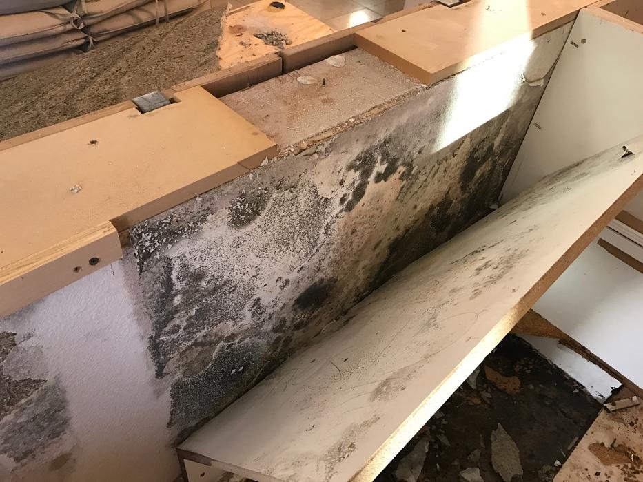 Puroclean - mold inspector in Vista, CA