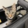 Photo of Dirty Little Paws Rescue