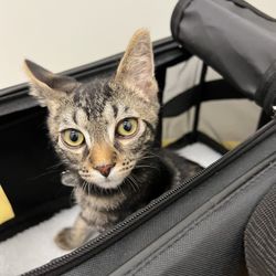 Dirty Little Paws Rescue - Ozzy Pawsbourne