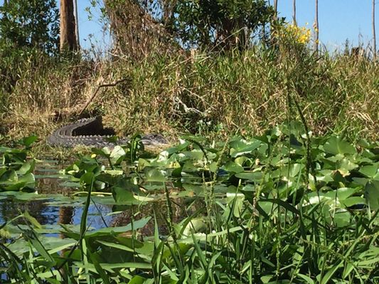 Stephen C Foster State Park by null