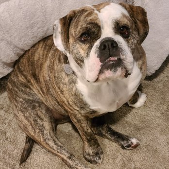 VCA Northwest Veterinary Specialists - Smiling Lucy style~ - Emergency Pet Hospital Near Me - Clackamas, Oregon VCA Northwest Veterinary Specialists - Smiling Lucy style~ - Emergency Pet Hospital Near Me - Clackamas, Oregon