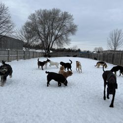 K9-Playtime - Large outdoor yard to continue group play!