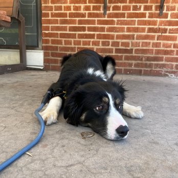 Bang Bang Coffee - a dog laying on the ground - Coffee & Tea Near Me - Phoenix, Arizona