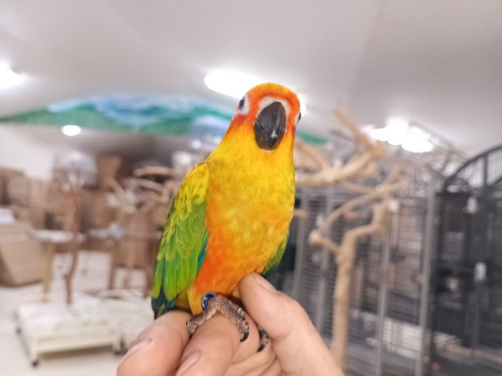 The Aviary Image