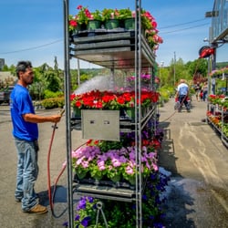 Orange Garden Center - Larger size flowers for window boxes and planters.