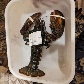 Lobster Port - Lobster proof of life - Dim Sum Near Me - Markham, Ontario Lobster Port - Lobster proof of life - Dim Sum Near Me - Markham, Ontario