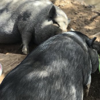 MacDonald's Ranch - Pot bellied pigs - Horseback Riding Near Me - Scottsdale, Arizona