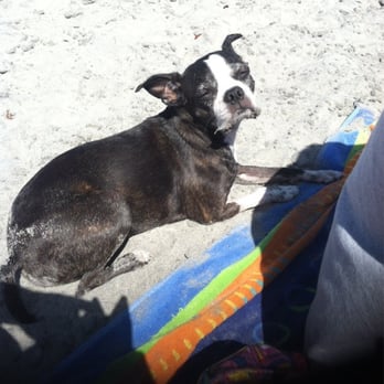 Coronado Dog Beach - Sun bathing...it's a long way from cold and cloudy Boston - Beaches Near Me - Coronado, California Coronado Dog Beach - Sun bathing...it's a long way from cold and cloudy Boston - Beaches Near Me - Coronado, California