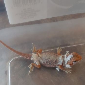 Wild Things - Time to grow... - Reptile Shops Near Me - Las Vegas, Nevada