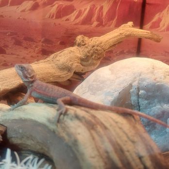 Wild Things - Baby's new home - Reptile Shops Near Me - Las Vegas, Nevada