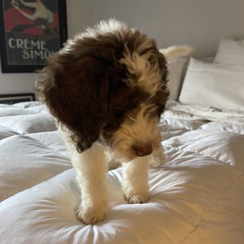 Oasis Bernedoodles - Pet Breeders Near Me