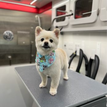 NeliPet - What a difference! - Pet Groomers Near Me - Aliso Viejo, California