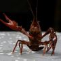 Photo of Quick Serve Crawfish