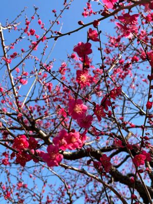Gōtokuji Temple by null