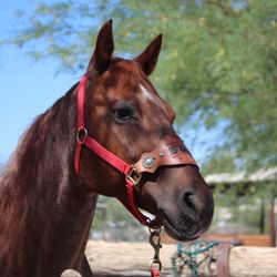 TRAK - Therapeutic Ranch For Animals and Kids