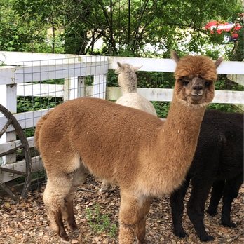 R2 Hillside Ranch - I forget the name of this particular alpaca but they are very sweet and curious creatures and they seem to like to be photographed! - Ranches Near Me - Watsonville, California