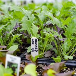 Honey Field Farm - All of our Farmers Market produce is certified organic and grown right here on the farm in Vermont.