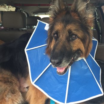 southpaws veterinary