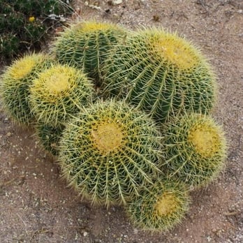 B & B Cactus Farm - Nurseries & Gardening Near Me - Tucson, Arizona