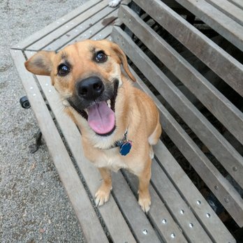 Play Pals - Happy puppy in the park! - Dog Walkers Near Me Play Pals - Happy puppy in the park! - Dog Walkers Near Me