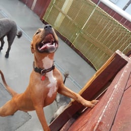 Jack smiles big at Doggy Daycare Jack smiles big at Doggy Daycare