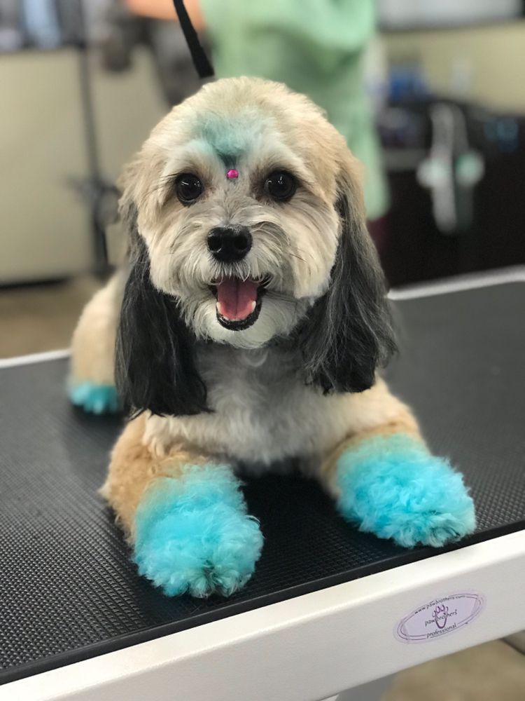 A DOG REFINED 57 Photos & 78 Reviews 21023 N Cave Creek Rd, Phoenix