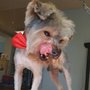 Photo of Starbarks Grooming & Pet Spa