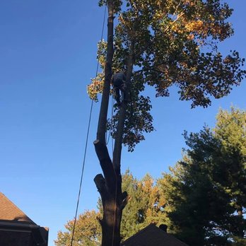 M & M Tree Services - Tree Services Near Me M & M Tree Services - Tree Services Near Me