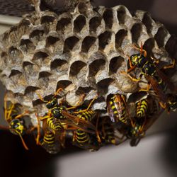Salt City Pest Control