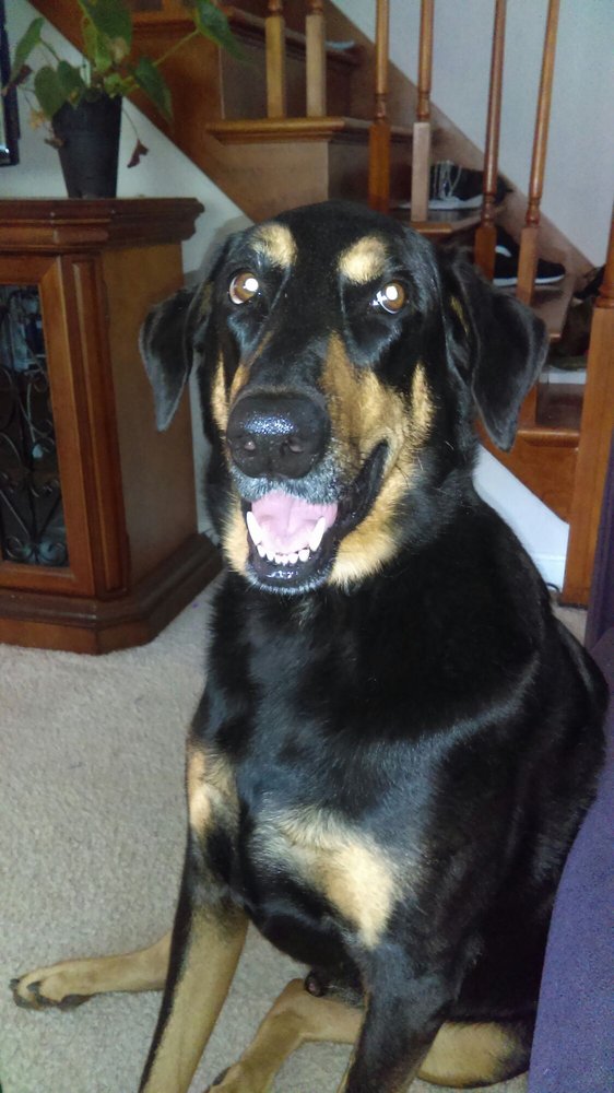 KIM’S DOG GROOMING Updated September 2024 10 Reviews 24924