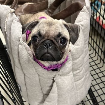 Pet Supplies Plus Sudbury - Pet Groomers Near Me - Sudbury, Massachusetts Pet Supplies Plus Sudbury - Pet Groomers Near Me - Sudbury, Massachusetts