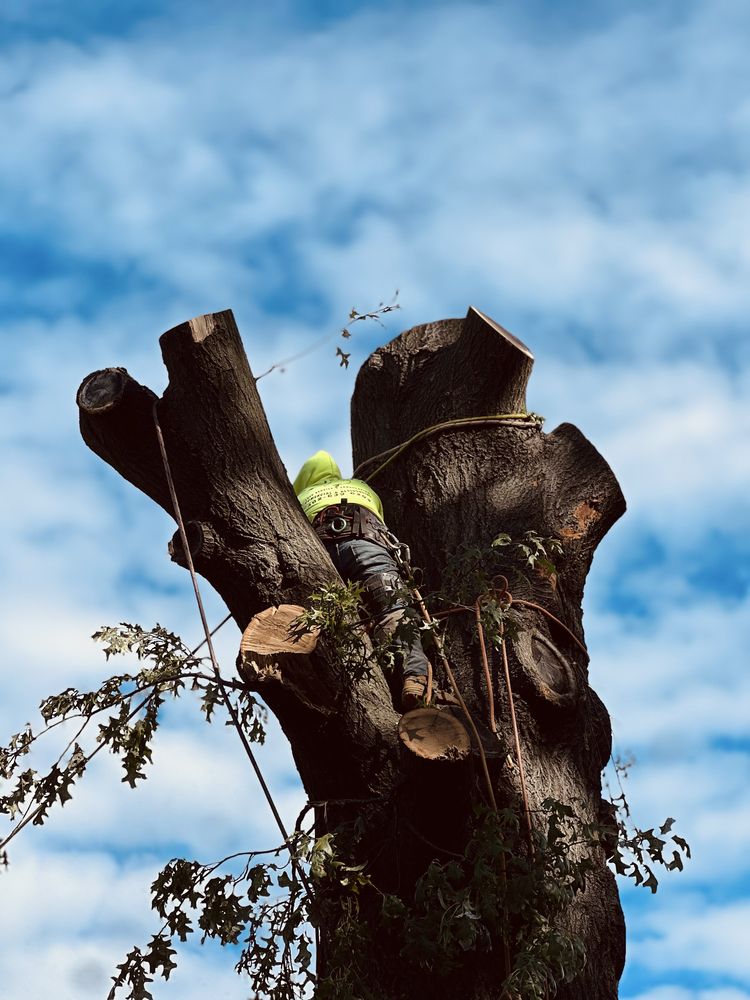 Dominic Landscaping & Tree Service - tree service in Omaha, NE