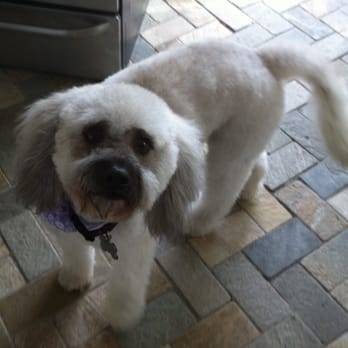 fantasy spa mobile pet grooming