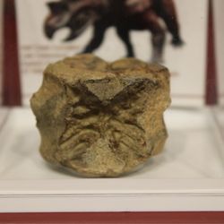 dancing moose gifts - Triceratops Tail Vertebrae