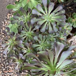 Masoods Lodge - Succulents