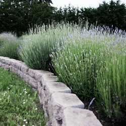 Fleurish Lavender of Lost Mountain