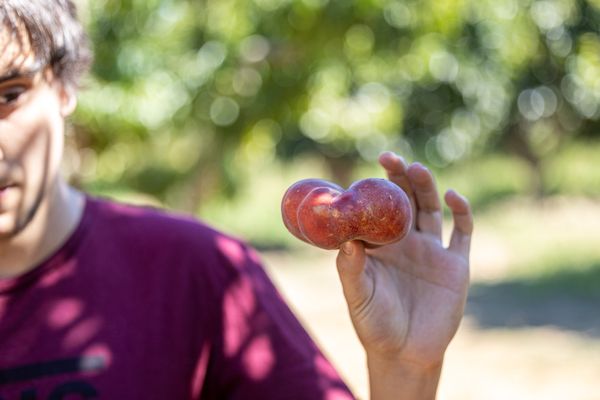 Andy's Orchard by null