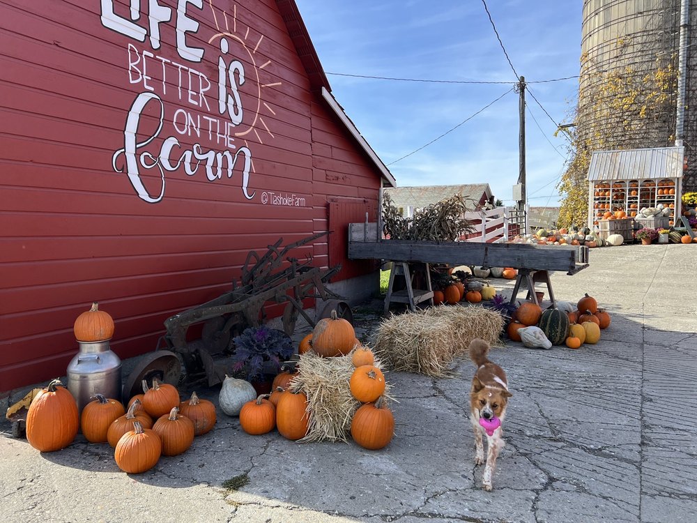 THE FARM STORE AT TIASHOKE Updated September 2024 23 Photos 11834