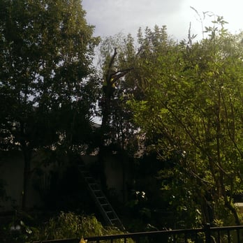 Superior Tree Service - Las Vegas Superior Tree Service. Roberto Moreno climbs the trees! - Tree Services Near Me - North Las Vegas, Nevada Superior Tree Service - Las Vegas Superior Tree Service. Roberto Moreno climbs the trees! - Tree Services Near Me - North Las Vegas, Nevada