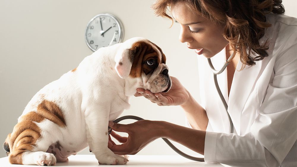 Animal Medical Clinic - pet boarding facility in Prattville, AL