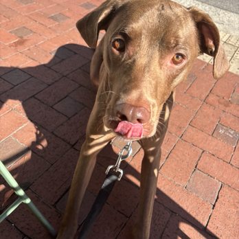 Nibl Dessert and Cafe - Bubba wanted some coffee! - Desserts Near Me - Columbia, South Carolina Nibl Dessert and Cafe - Bubba wanted some coffee! - Desserts Near Me - Columbia, South Carolina