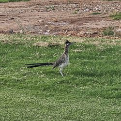 St George Golf Club - Road Runner
